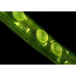 AmScope IN300 Trinokul�rt inverteret fasekontrast EPI-fluorescens mikroskop (40x�1000x)