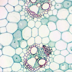 Bresser Biolux NV mikroskop m/HD kamera &amp; kuffert (20-1280x)