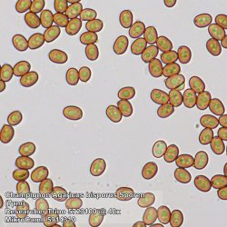 Bresser Researcher Trinocular (40-1000x)
