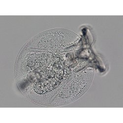 Bresser Science TRM-301 (40-1000x)