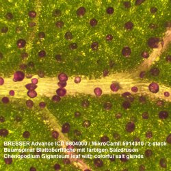 Bresser Advance ICD Stereolup (10x-160x)