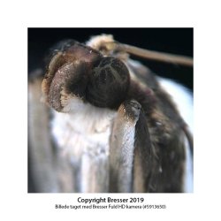 Bresser stereolup m/led lys (20x)