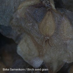 National Geographic Stereolup (20x)