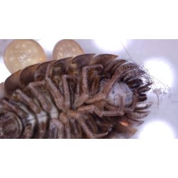 Levenhuk DTX90 USB mikroskop (10x-300x)