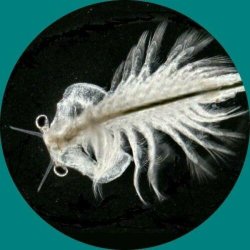 AmScope B490 Biologisk binokul�rt darkfield mikroskop (40X�2000X)