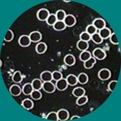 AmScope B490 Biologisk binokul�rt darkfield mikroskop (40X�2000X)