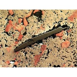 AmScope ME508 Trinokul�rt Metallurgisk Mikroskop (40X�800X) med dual belysning og polariseret lys