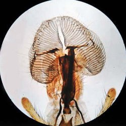 AmScope SE306 Kompakt Binokul�rt Stereomikroskop (20x�80x) 1.3MP kamera