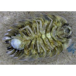 DIGI Apex B360 AF/EDF Mikroskop m/Prostander